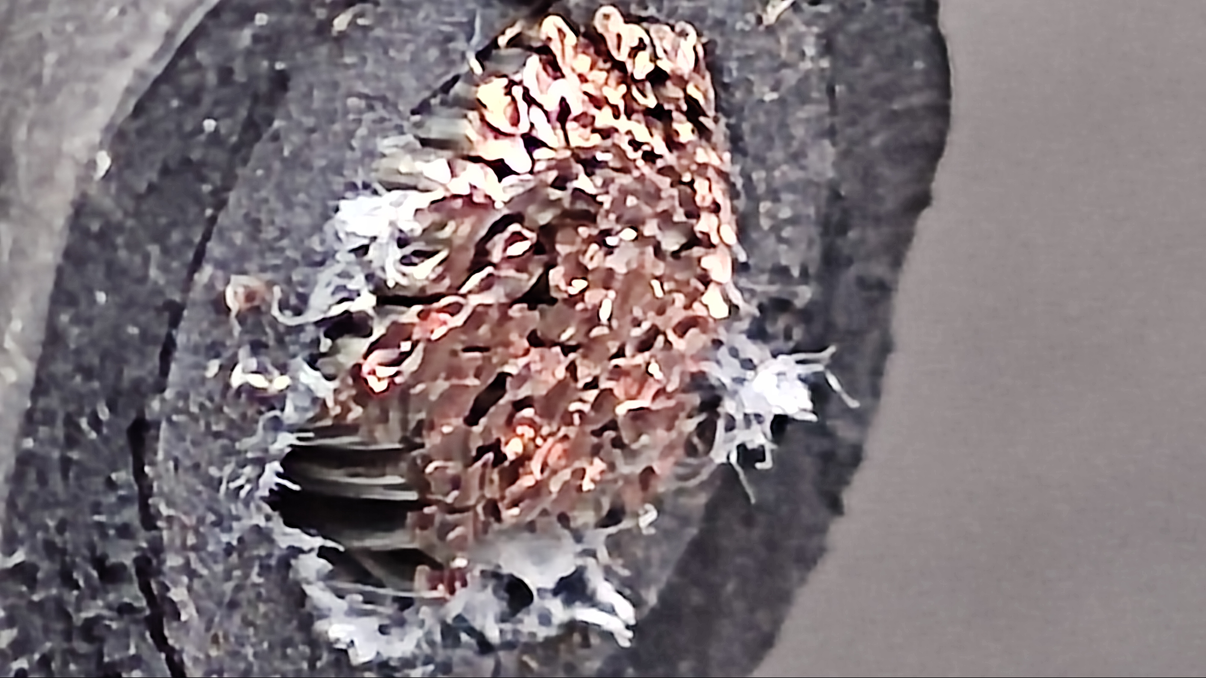 PNCT16x1C_2.jpg