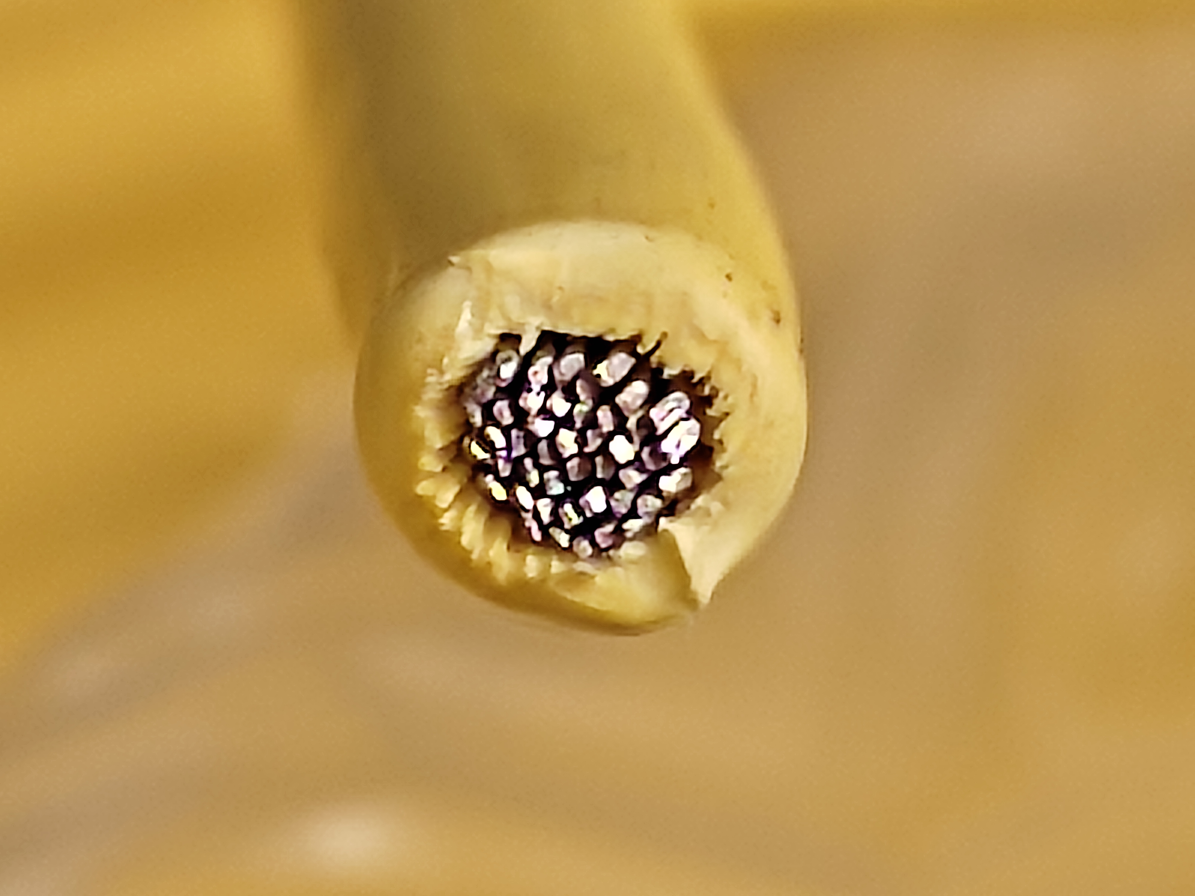 XHHWSiS_2.5SQ_yw_1.jpg
