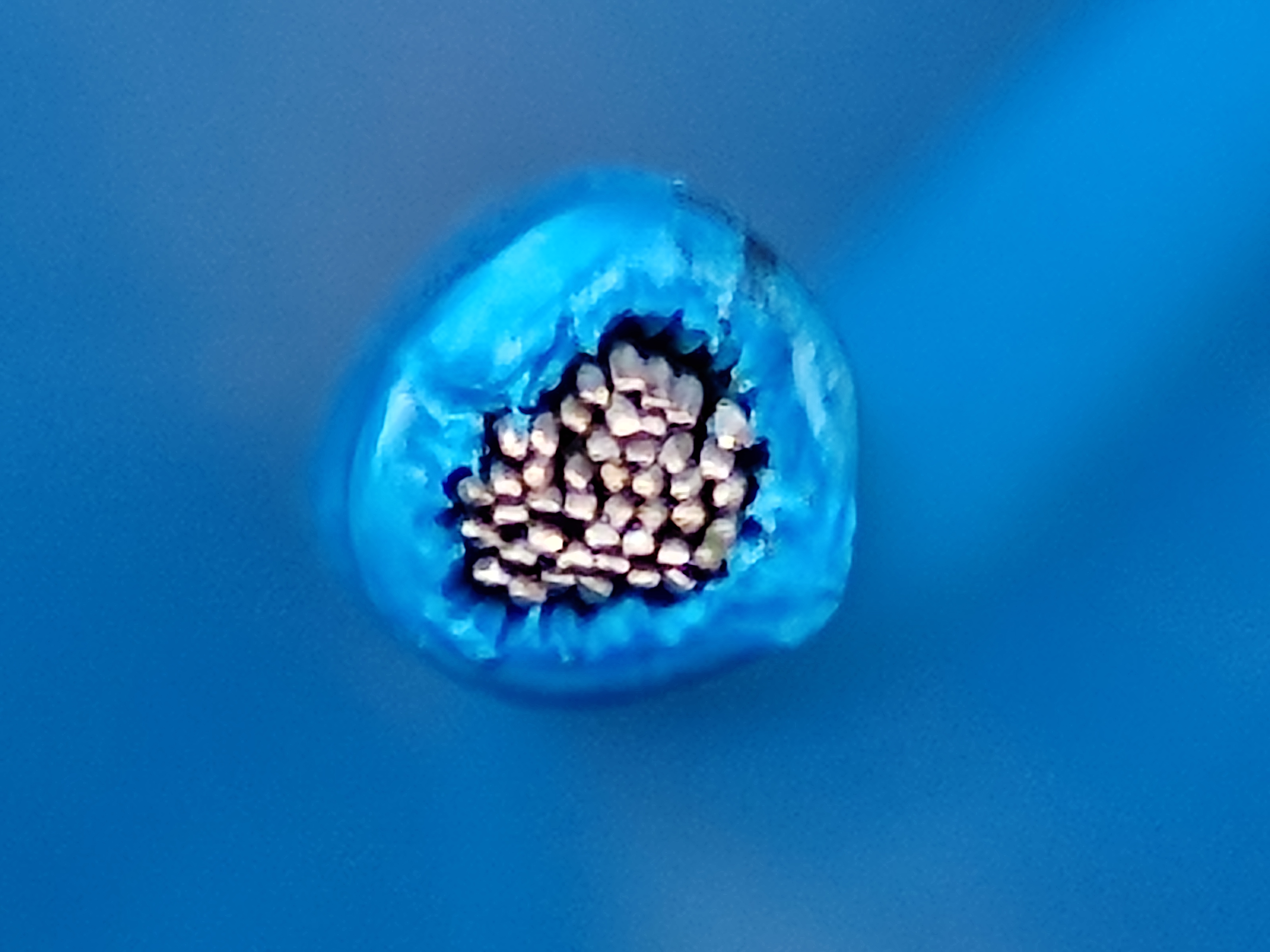 XHHWSiS_2.5SQ_blue_1.jpg
