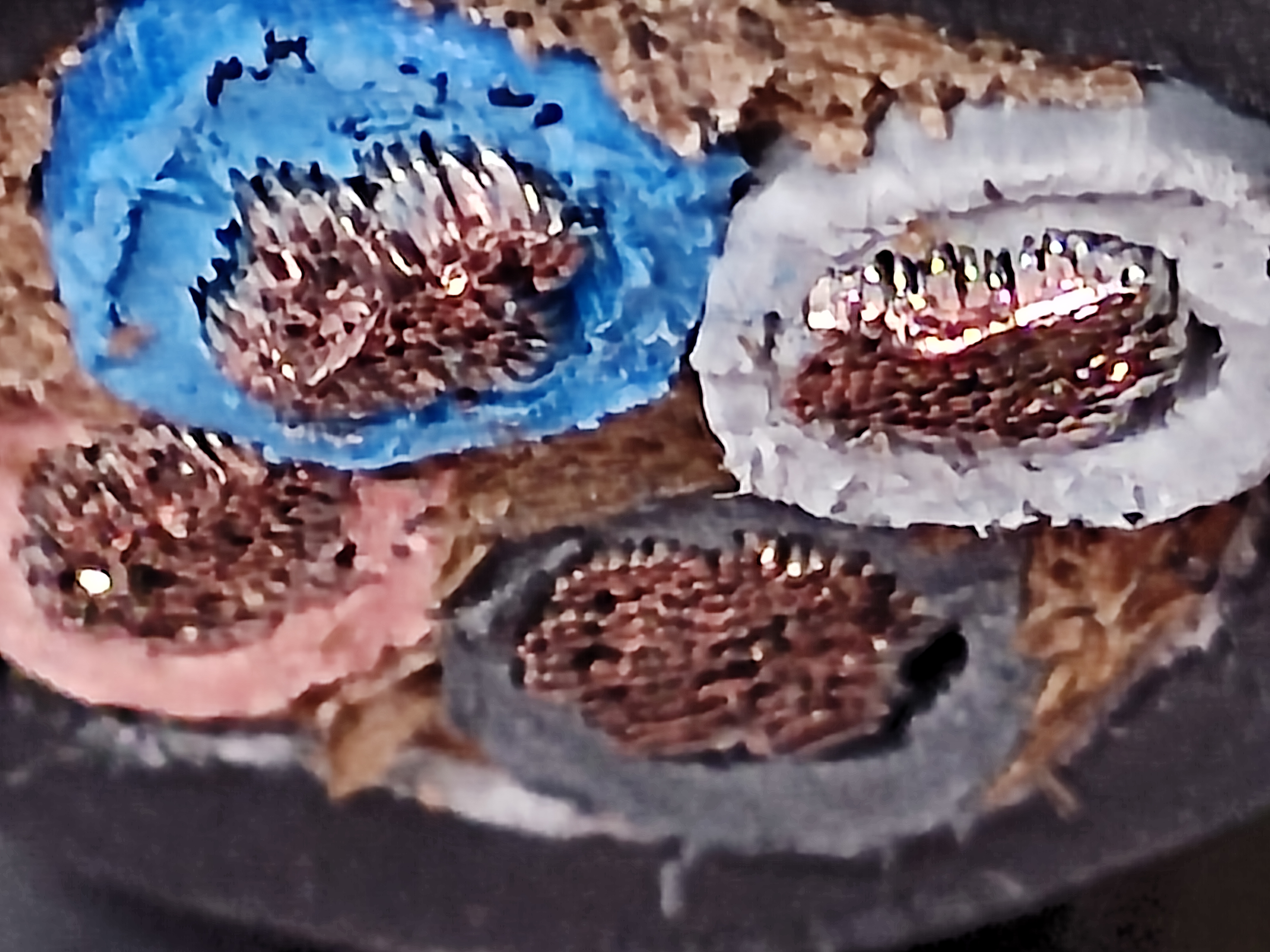 PNCT_10x4C_1.jpg