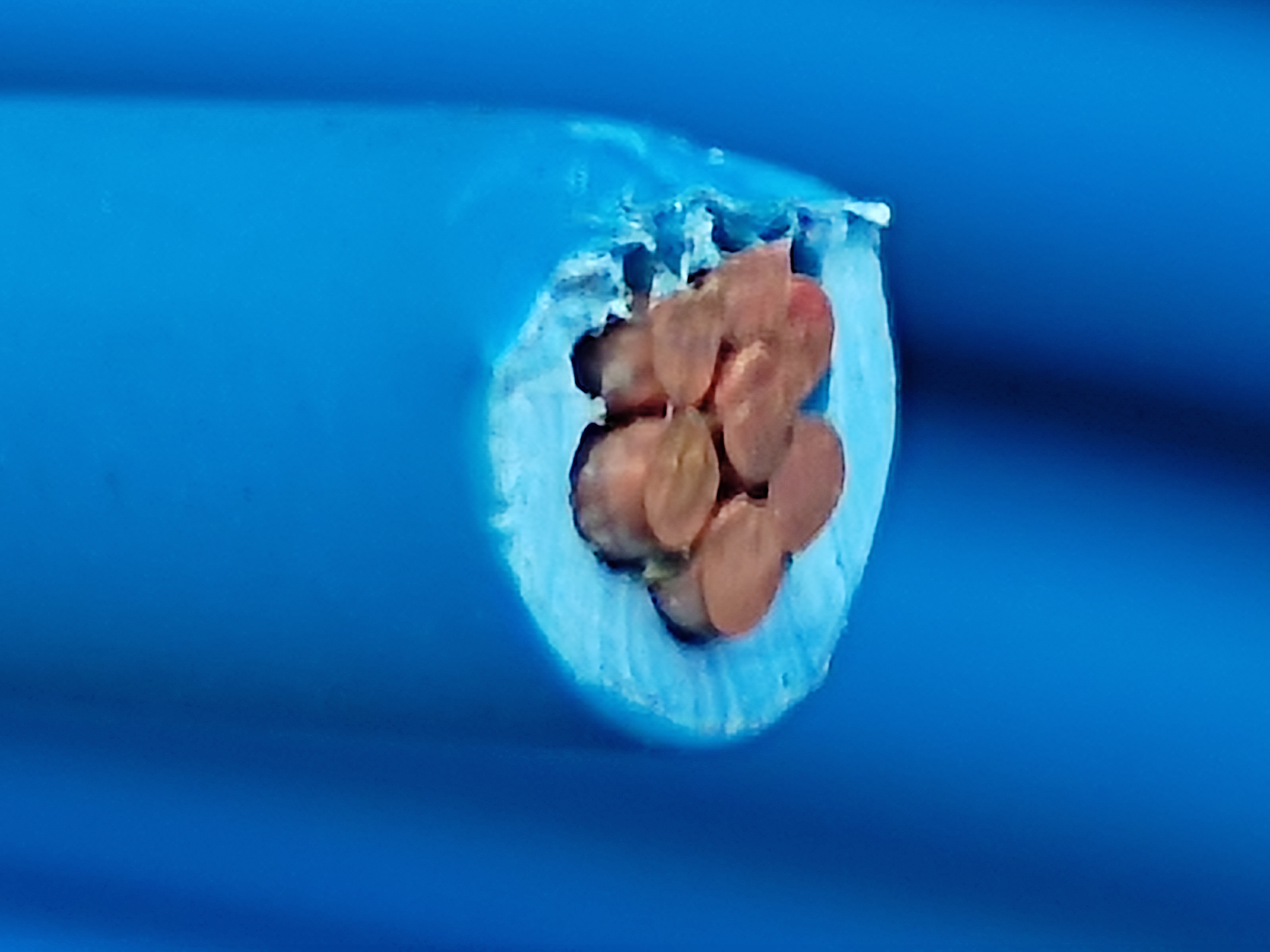HFiX_6SQ_Blue_HNAMI_1.jpg
