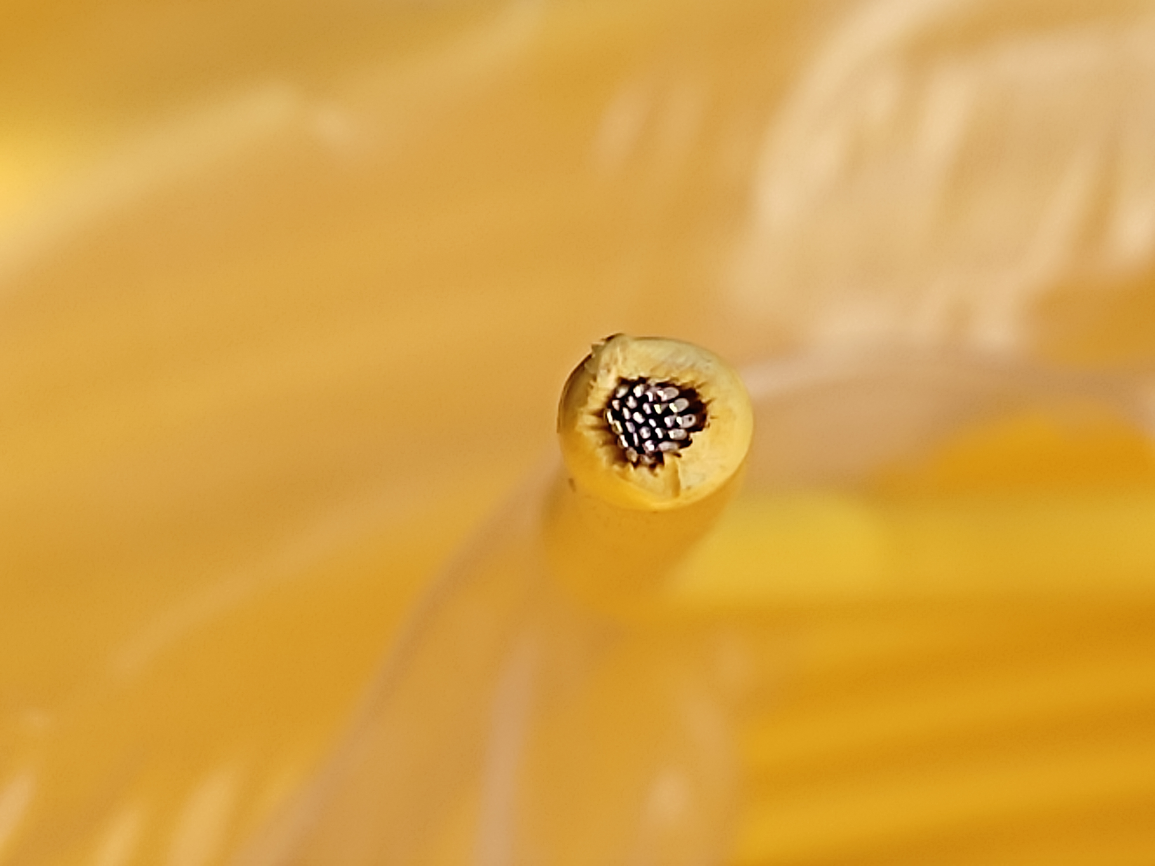 XHHWSiS_1.5SQ_황_극동_3.jpg