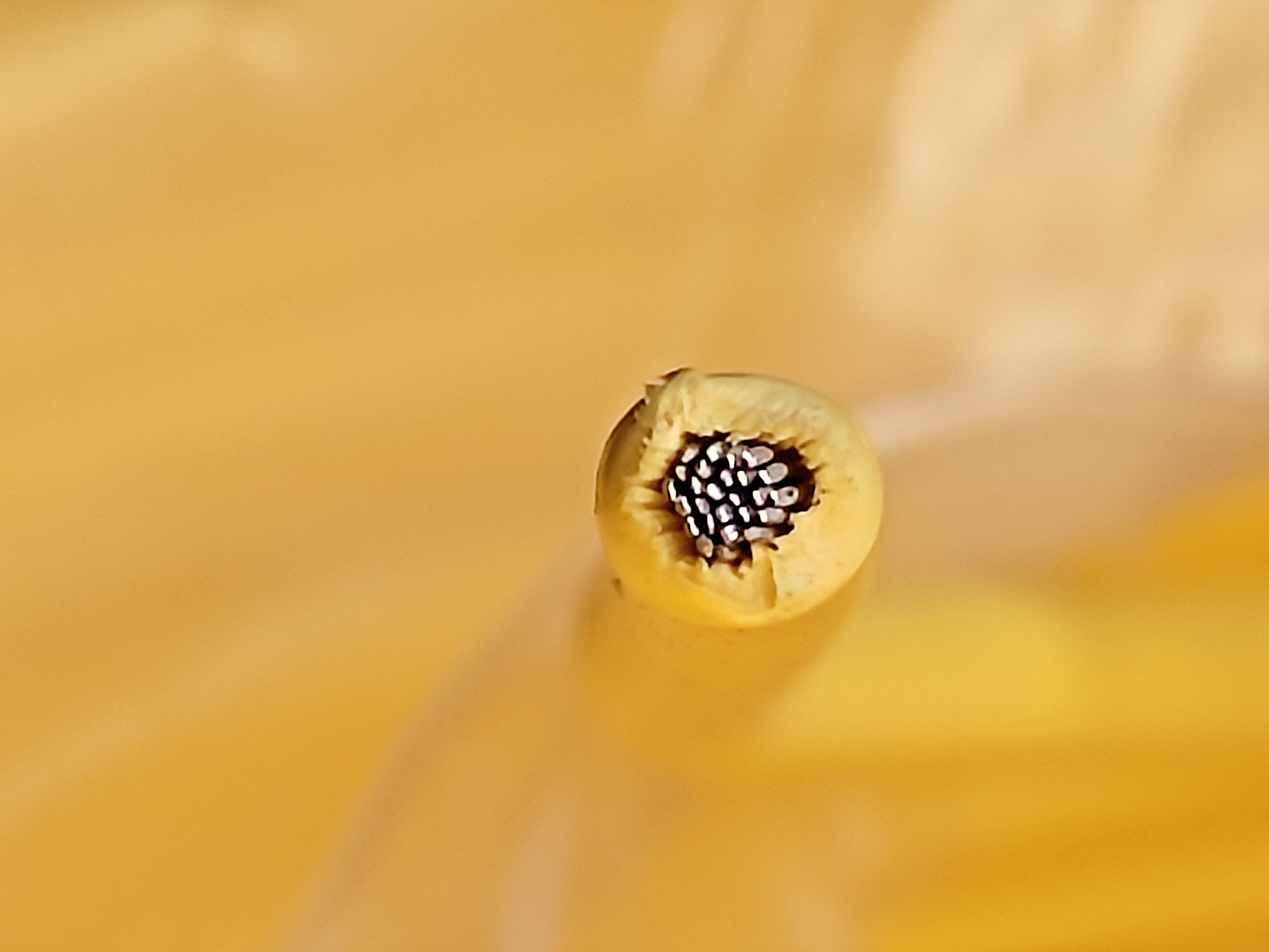 XHHWSiS_1.5SQ_황_극동_2.jpg