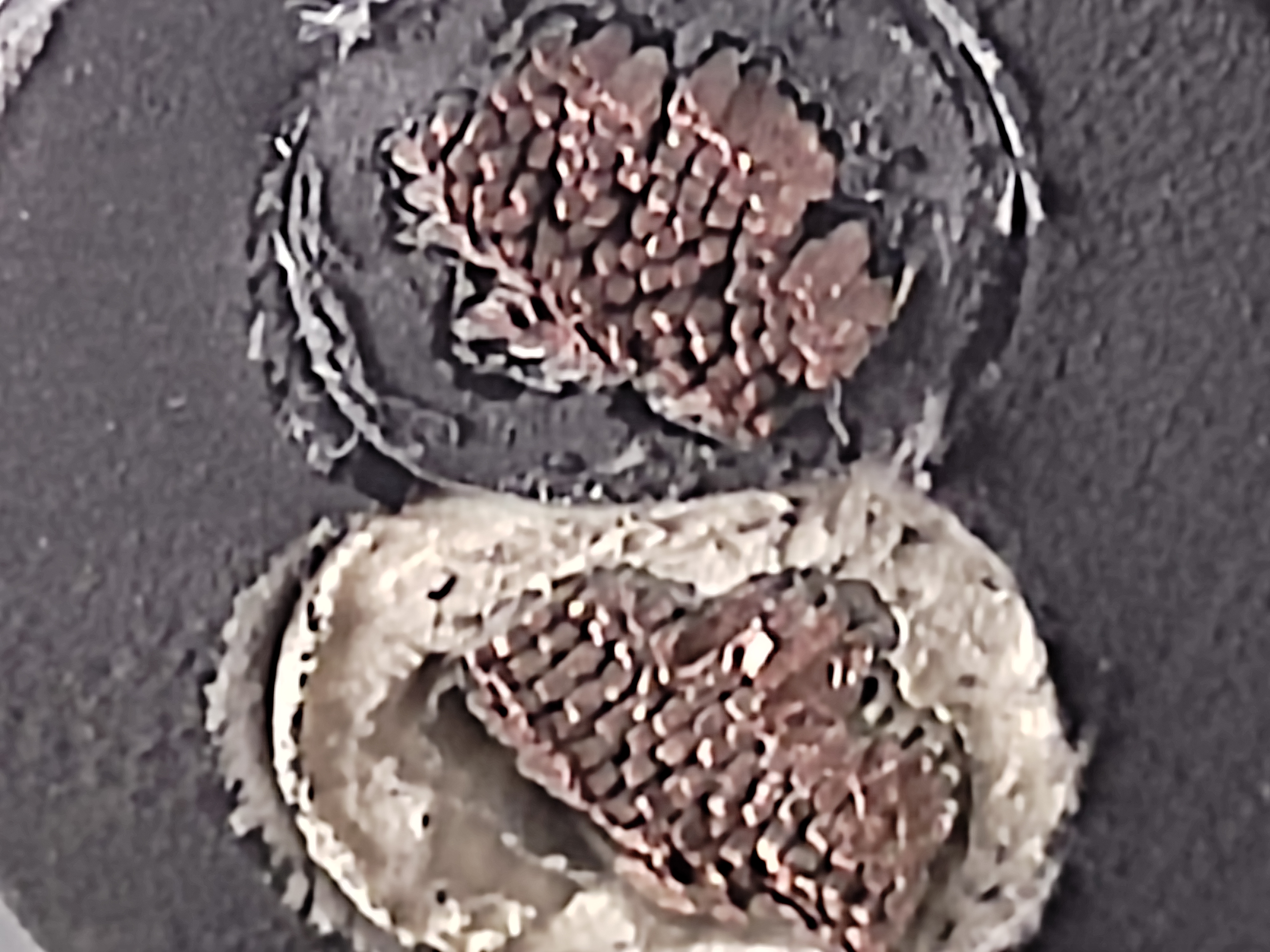 PNCT_16x2C_Mi_1.jpg