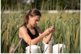 온실가스 생성자로서 습지에 대한 연구