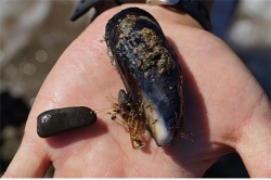 새로운 자가 치유 고분자