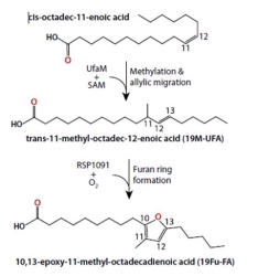 연료와 화학적 화합물을 생성할 수 있는 새로운 프로세스