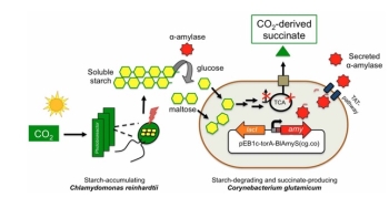 세계최초, CO₂로 바이오 플라스틱을 제조하다!
