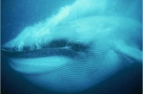 미국 해안가로 돌아오는 흰긴수염고래