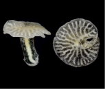 새롭게 분류된 해양생물체