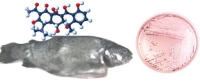 물고기 이야기: 양식 물고기의 항생제 잔류를 평가한 새로운 연구