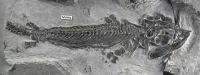 최초의 수륙양생 어룡발견