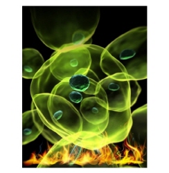 중국, 펩타이드 YAP 억제제를 이용한 암 치료 연구