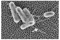 박테리아가 표면에 달라붙는 것을 막아주는 새로운 기술