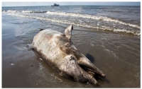 멕시코만 돌고래 죽음의 원인: 딥워터 호라이즌호 석유 유출