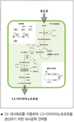 대장균 이용 나일론 전구체 제작 원천기술 개발