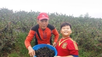 고창아로니아 베리팜, 아로니아생과 수확 앞두고 예약 판매
