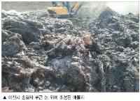2011년 구제역 살처분 매몰 5년차 매몰지 개장하니, 미부숙 가축 사체 그대로