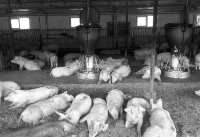 ‘돼지 사육면적’ 돈사 형태·성장단계별 세분화 제시