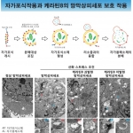 건국대 연구팀, 노인성 실명 ‘황반변성’ 발병 기전 규명