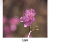 봄꽃의 종류와 특징 소개