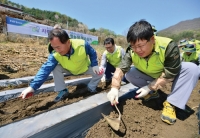 NH농협은행, 자매결연마을 영농철 일손돕기 나서