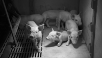 생산성 향상을 위한 가을철 돼지 사양관리