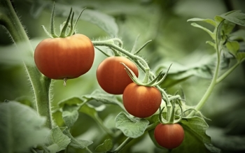 바스프, 글로벌 살충제 포트폴리오 확대