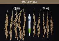야라코리아, 질산 칼슘 비료 고품질 쌀 다수확 사례 발표