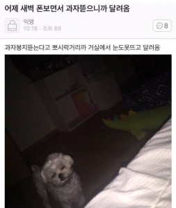 어제 새벽 폰 보면서 과자 뜯으니까 달려옴