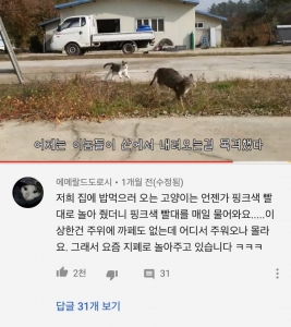 저희 집에 밥 먹으러 오는 고양이