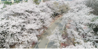 인천시, 드론 활용해 인천대공원·월미공원 벚꽃길 선보인다