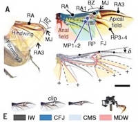 건국대 연구팀, "장수풍뎅이 날개 원리 규명.. 충돌해도 추락하지 않는 비행로봇 개발"
