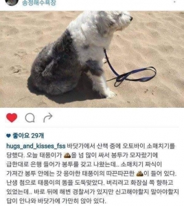 똥 소매치기