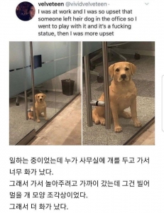 회사 사무실에 강아지를 두고 간 직원