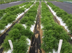 농촌진흥청, 약용작물 고온 피해막는 ‘저온성 필름’ 개발