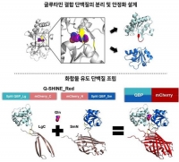 한국과학기술연구원, 새로운 글루타민 측정 센서 개발