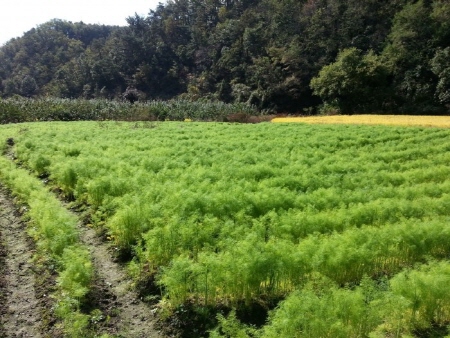 무농약으로 키우는 산미나리